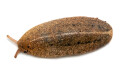 Veronicella cubensis Hawaii juvenil